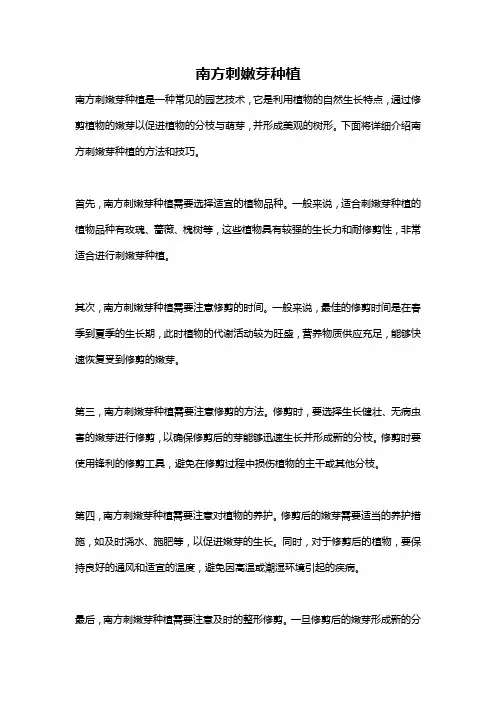 南方刺嫩芽种植