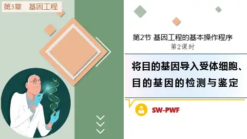 将目的基因导入受体细胞、目的基因的检测与鉴定课件-高二生物人教版选择性必修3