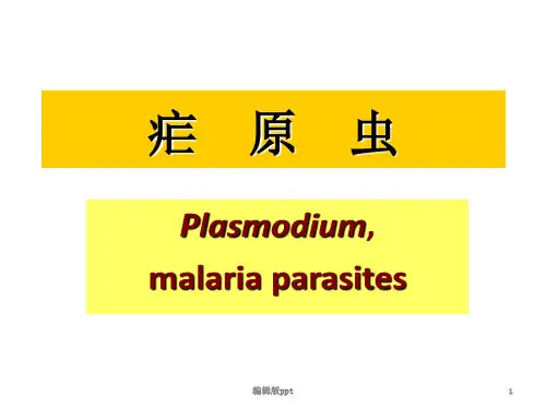 寄生虫学疟原虫PPT课件