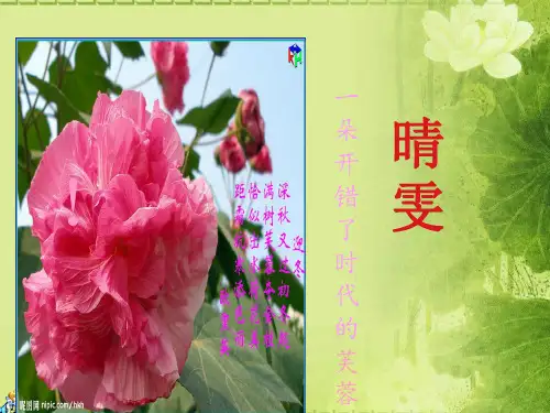 晴雯讲座PPT教学文稿