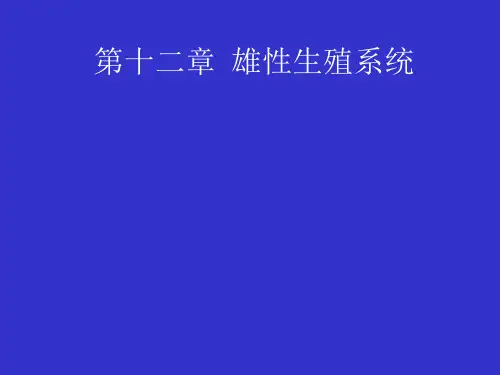 第十二章雄性生殖系统ppt课件