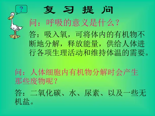 演示课件排泄肾脏是主要的排泄器官