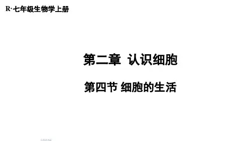 2024年秋人教七年级生物上册 第四节 细胞的生活(课件)