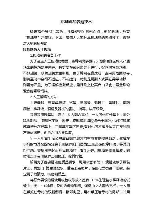珍珠鸡的养殖技术
