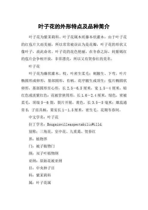 叶子花的外形特点及品种简介