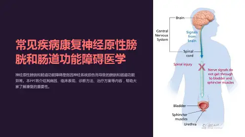常见疾病康复神经原性膀胱和肠道功能障碍医学