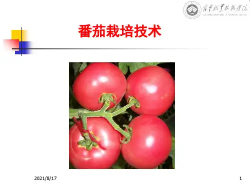 《番茄栽培》PPT课件