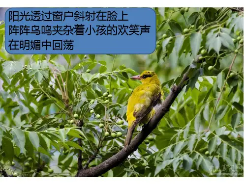 高一综合实践活动课---守护绿色家园教学课件 (共17张ppt)