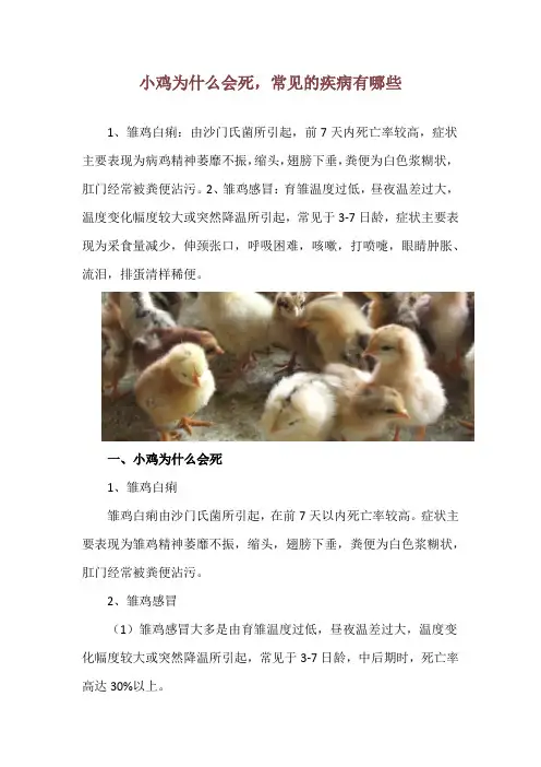 小鸡为什么会死,常见的疾病有哪些