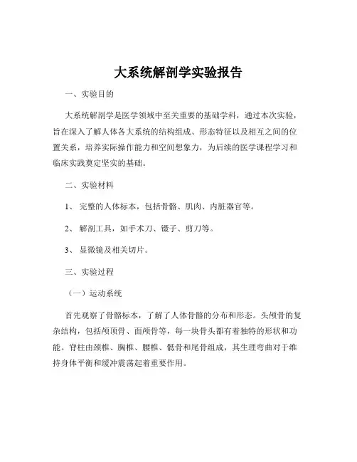 大系统解剖学实验报告