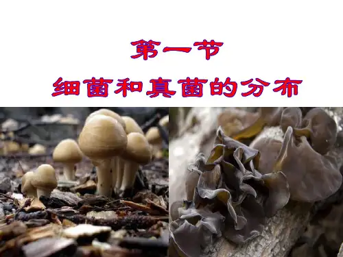 人教版八年级生物5.4.1细菌和真菌的分布课件(18张ppt)