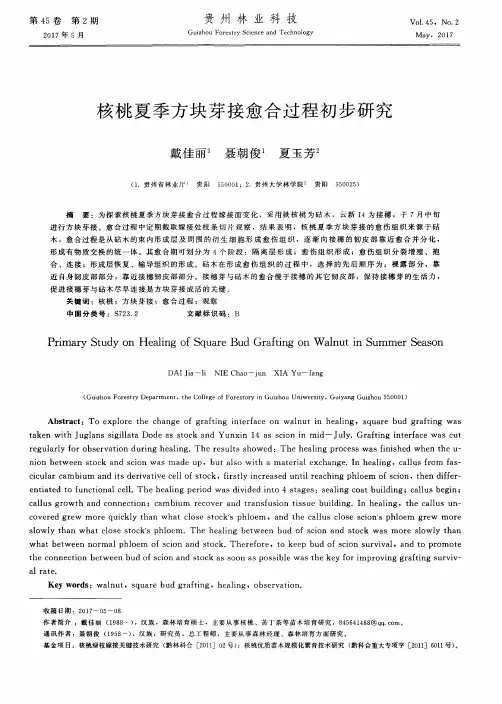 核桃夏季方块芽接愈合过程初步研究