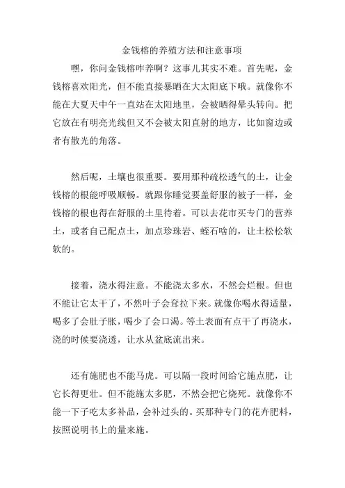 金钱榕的养殖方法和注意事项