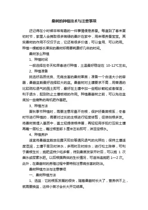 桑树的种植技术与注意事项