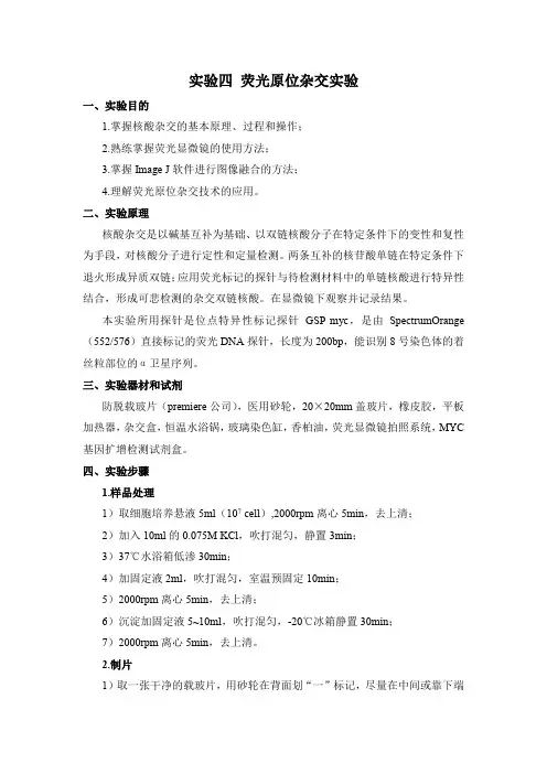 荧光原位杂交实验