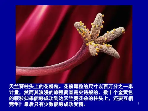 电子显微镜下的花粉一