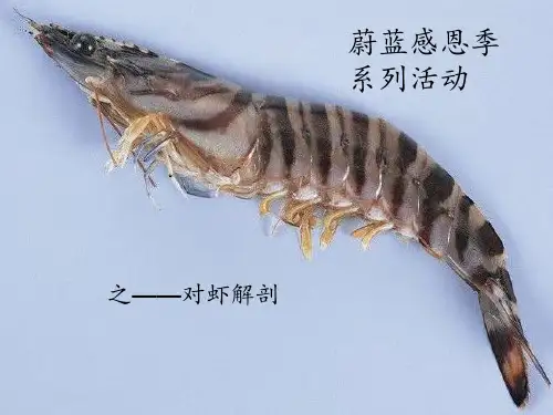 对虾解剖讲解 ppt课件