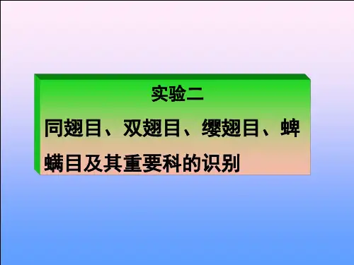 实验二 同翅目、双翅目、缨翅目、蜱