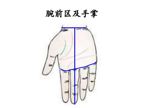 《局部解剖学》腕前区及手掌 ppt课件