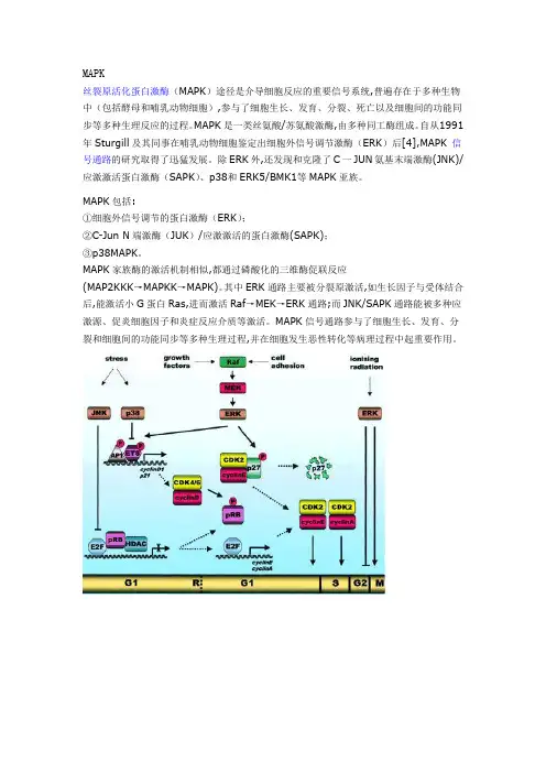 MAPK信号图