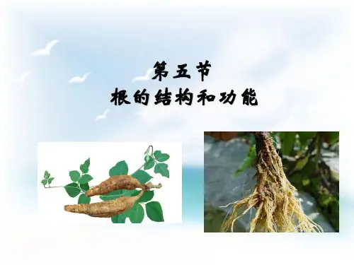 《第五节 根的结构和功能》课件