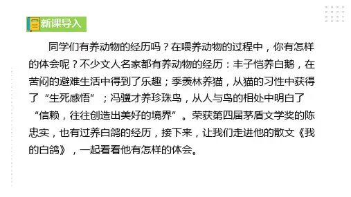 第18课《我的白鸽》课件(共49张ppt)统编版语文七年级上册(2024)