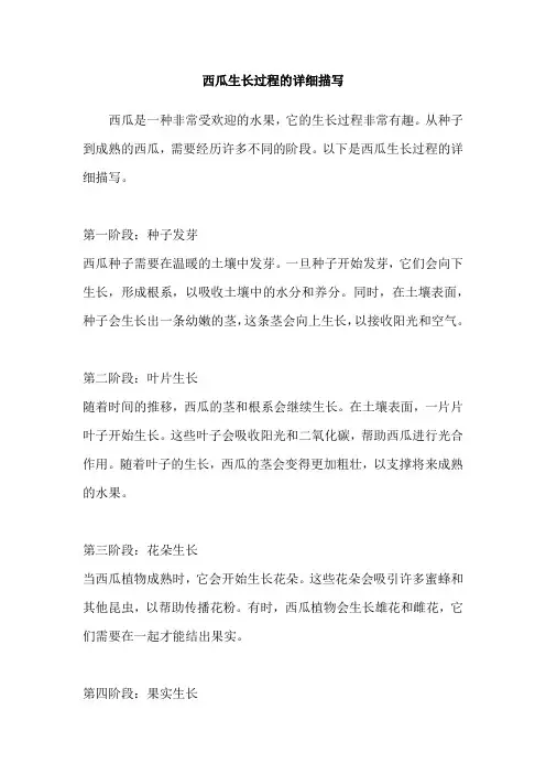 西瓜生长过程的详细描写