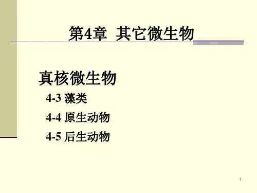 第四章其它微生物-藻类