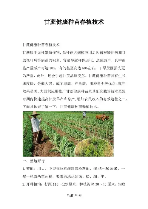 甘蔗健康种苗春植技术