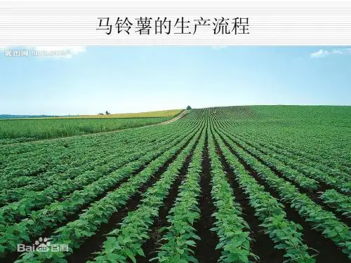 马铃薯基本情况