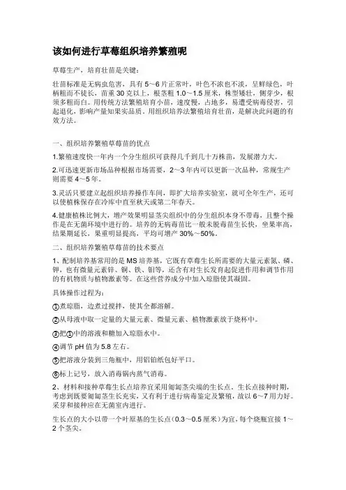 该如何进行草莓组织培养繁殖呢