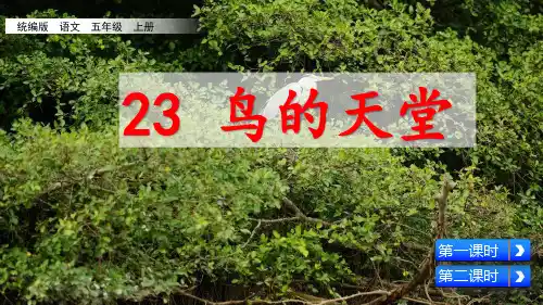 23《鸟的天堂》示范课教学PPT课件【统编人教五年级语文上册】