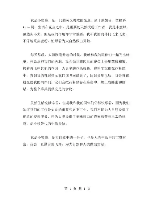 我是小蜜蜂作文范文