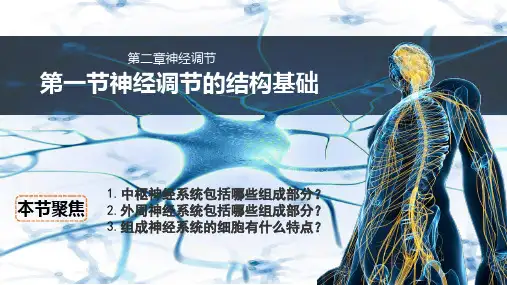 2.1 神经调节的结构基础(共24张PPT)-高二生物学(人教版2019选择性必修1)