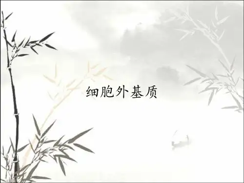 细胞外基质