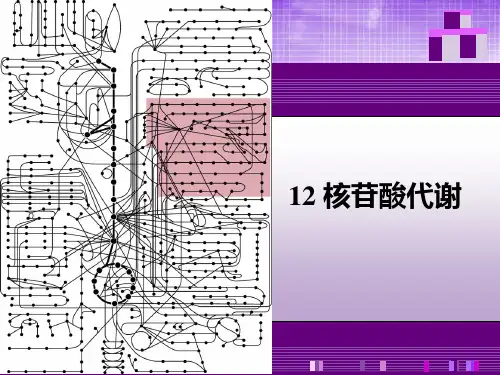 核苷酸的生物学功能12核苷酸代谢培训课件