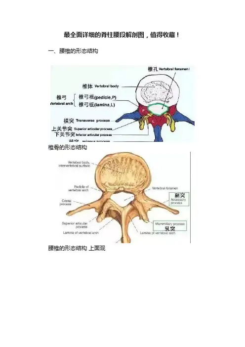最全面详细的脊柱腰段解剖图，值得收藏！