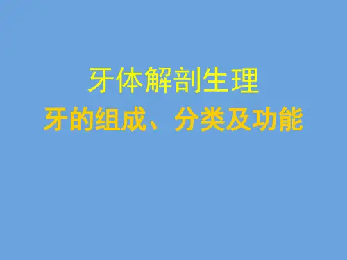 牙体解剖生理—牙的组成、分类及功能