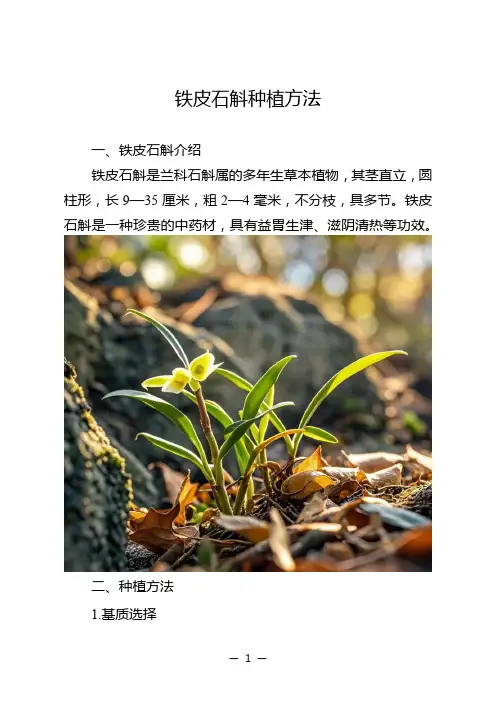 铁皮石斛种植方法