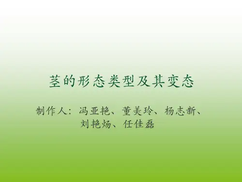 茎的形态结构及其类型