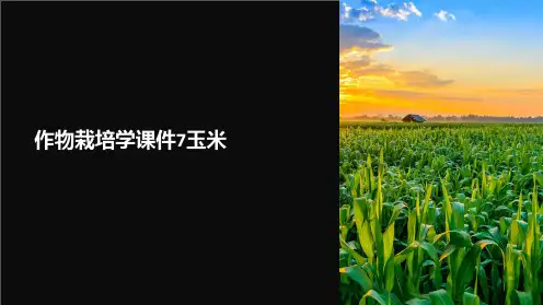 作物栽培学课件7玉米