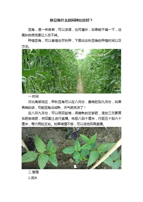 秋豆角什么时间种比较好？