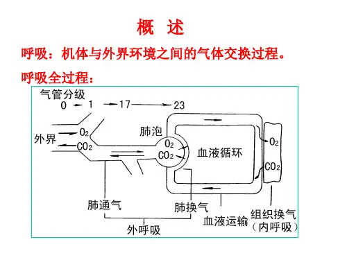 生理学 呼吸