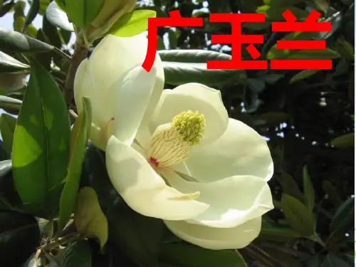 《广玉兰》第二课时