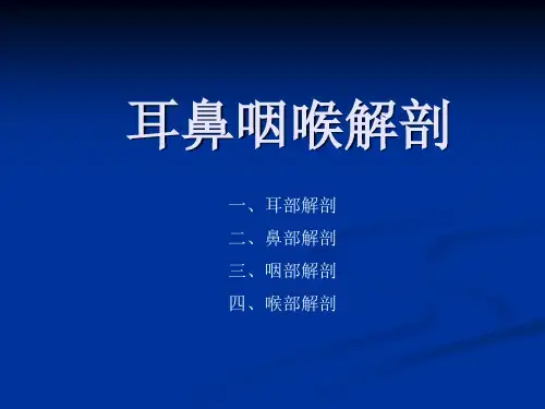 耳部解剖