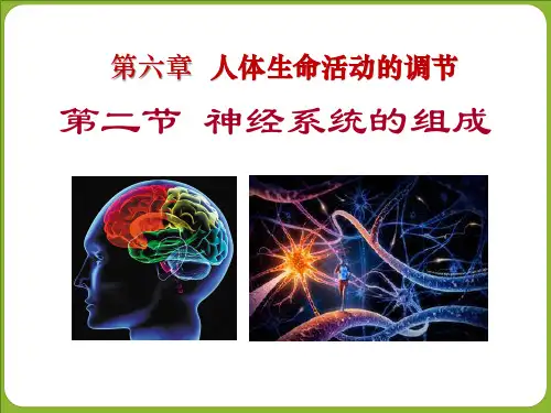 人教版七年级下册生物.2神经系统的组成课件 共25张
