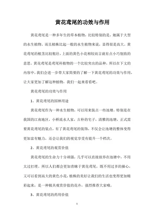 黄花鸢尾的功效与作用