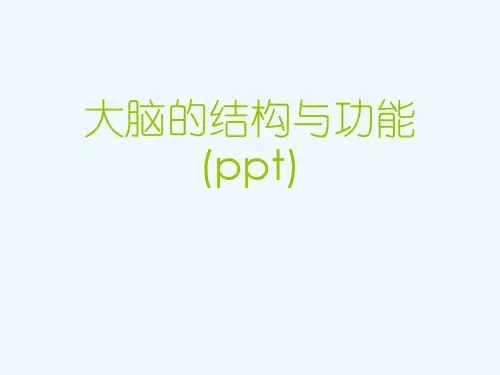 大脑的结构与功能(ppt)