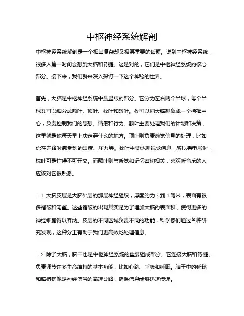 中枢神经系统解剖