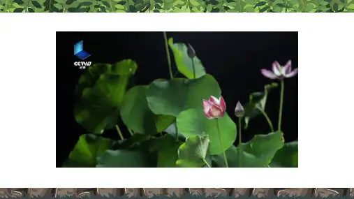 教科版科学一年级上册1.1我们知道的植物 课件(共14张ppt+视频)